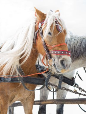 At kızak, alternatif kış taşıma, turistik