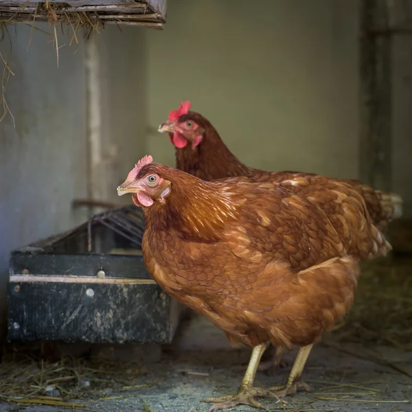 Galline ovaiole in allevamento all'aperto — Foto Stock