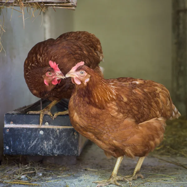 Gallinas ponedoras de huevos en granja de criadero libre — Foto de Stock