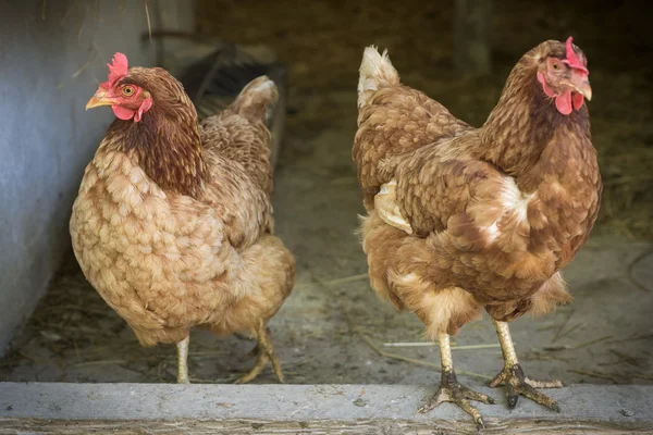 Gallinas ponedoras de huevos en granja de criadero libre — Foto de Stock