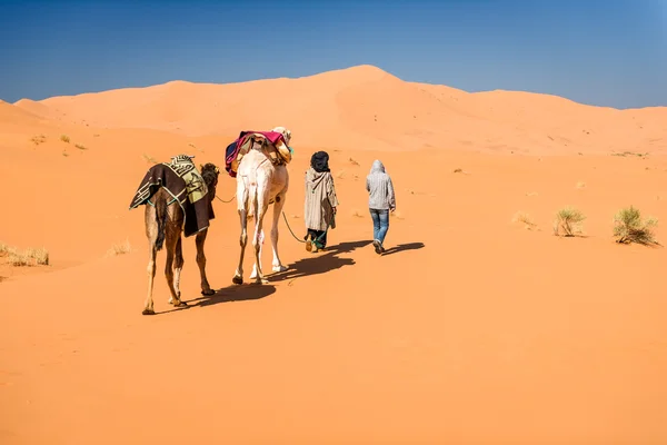 Female tourist and nomadic berber leading 2 camels through desert, Erg Chebbi, Morocco — Stock Photo, Image