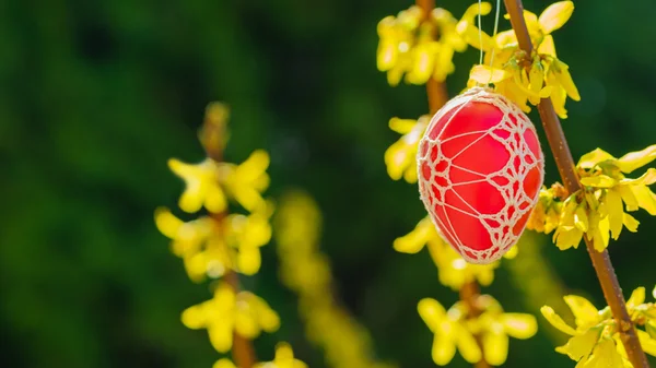 Beautiful Easter eggs hanging from a blooming Forsythia — Stock Photo, Image