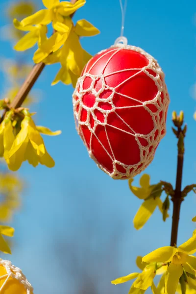 Mooie Easter eggs opknoping van een bloeiende Forsythia — Stockfoto