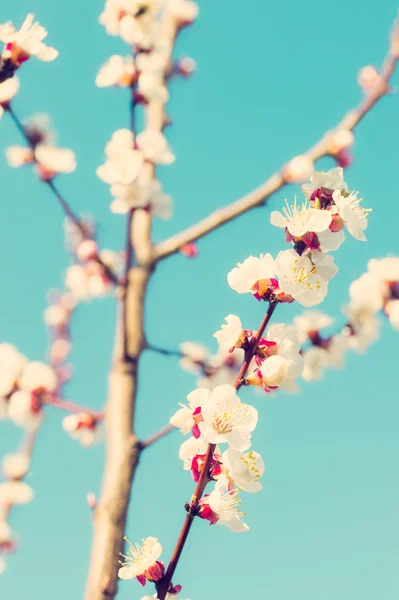 Blossoming fruit tree, colorised image — Stock Photo, Image