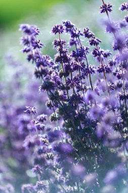 Lavanta, sığ derinlik-in tarla