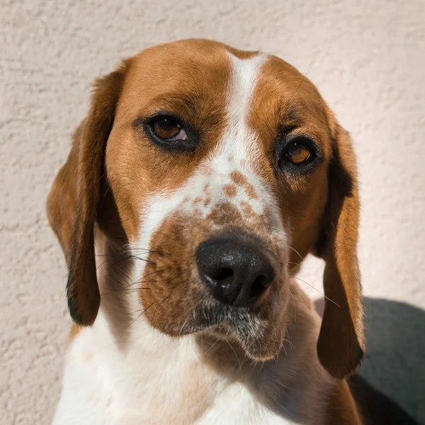 Χαριτωμένο beagle με τα λυπημένα μάτια, υιοθέτηση διάσωσης έννοια — Φωτογραφία Αρχείου