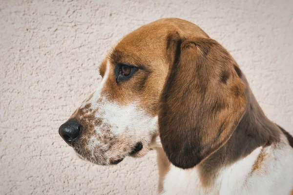 Cute beagle with sad eyes, adoption rescue concept — Stock Photo, Image