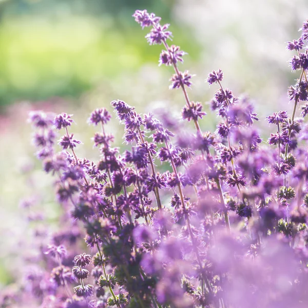 Lavendel, geringe Schärfentiefe — Stockfoto