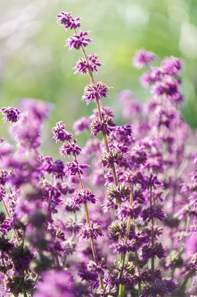 Lavanda, profundidade de campo rasa — Fotografia de Stock