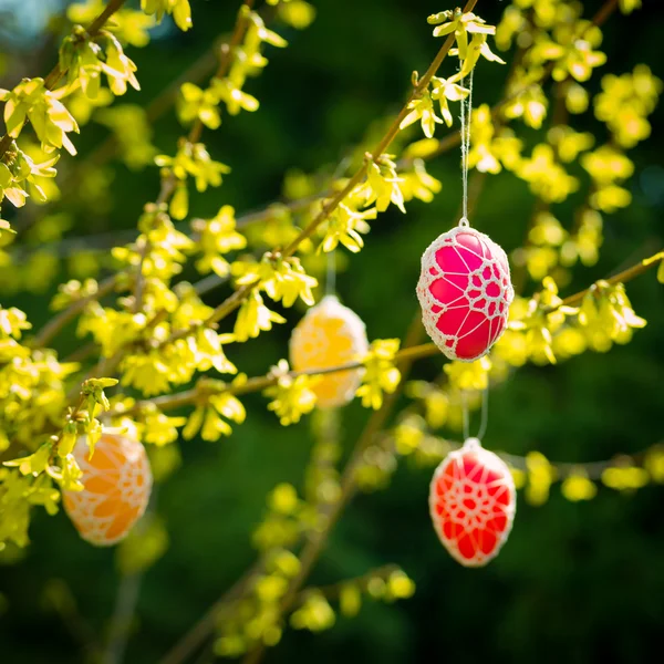 Красивые пасхальные яйца, свисающие с цветущей Форсайт — стоковое фото