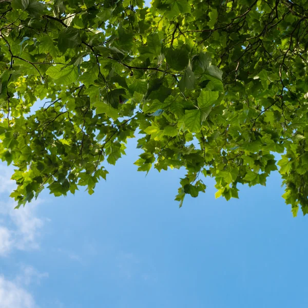 Blue sky with puffy clouds and fresh green tree branches — Stock Photo, Image