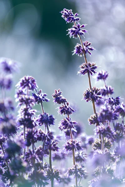 Lavanda, profundidade de campo rasa — Fotografia de Stock