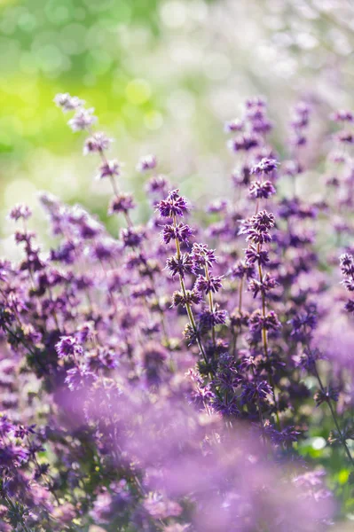 Lavanda, profundidade de campo rasa — Fotografia de Stock