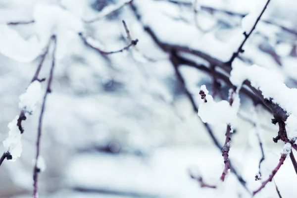 Boomtakken bedekt met sneeuw, winter abstracte achtergrond — Stockfoto