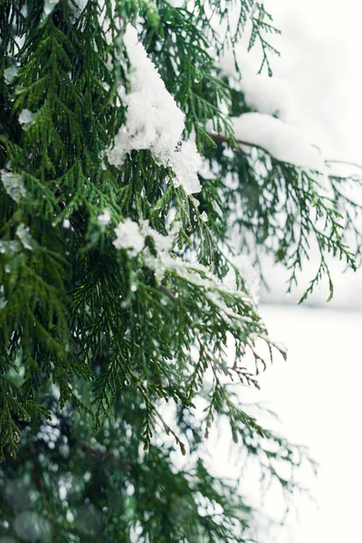 Rami d'albero ricoperti di neve, sfondo astratto invernale — Foto Stock