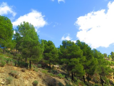 Çam ağaçları yamaca