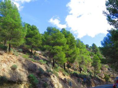 Çam ağaçları yamaca