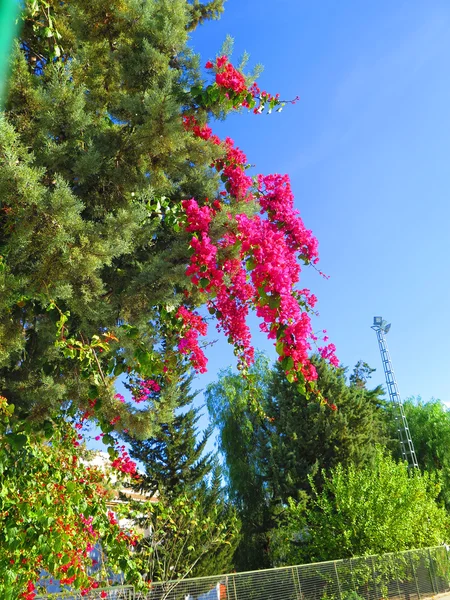 Fleurs de Pinetree et Bougainvillea — Photo