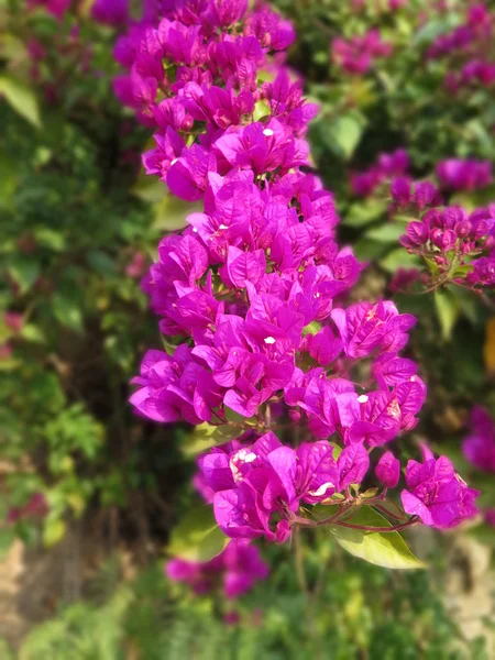 Bougainvilliers violets fleurs — Photo