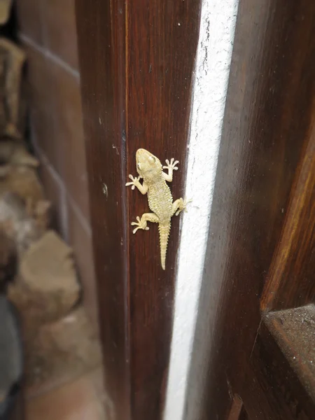 Lucertola del Gecko pallido — Foto Stock