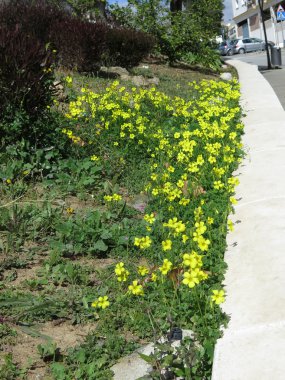 Çiçek açan sarı çiçekler