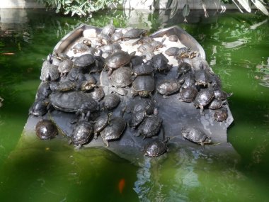 Göldeki kaplumbağalar. 