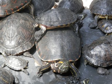 Göldeki kaplumbağalar.