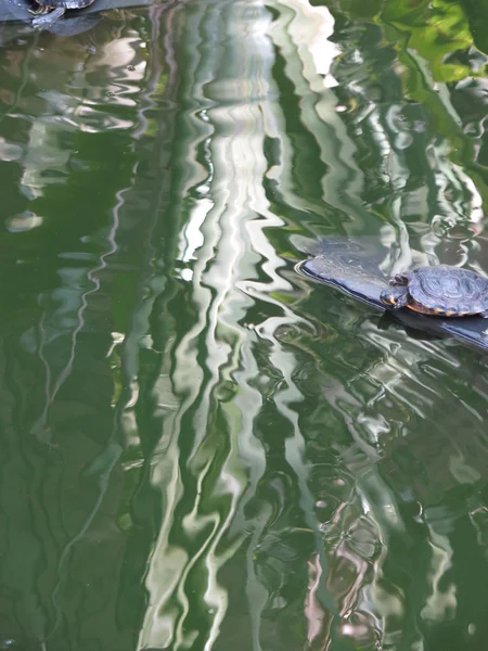 Red eared slider turtle