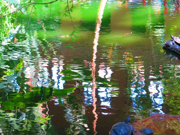 Group of Red eared slider turtles