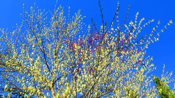 Budding trees in sunshine — Stock Photo, Image