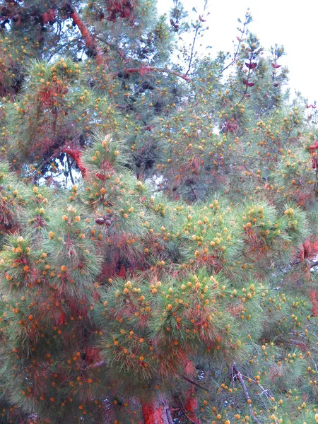 빽빽한 소나무 — 스톡 사진