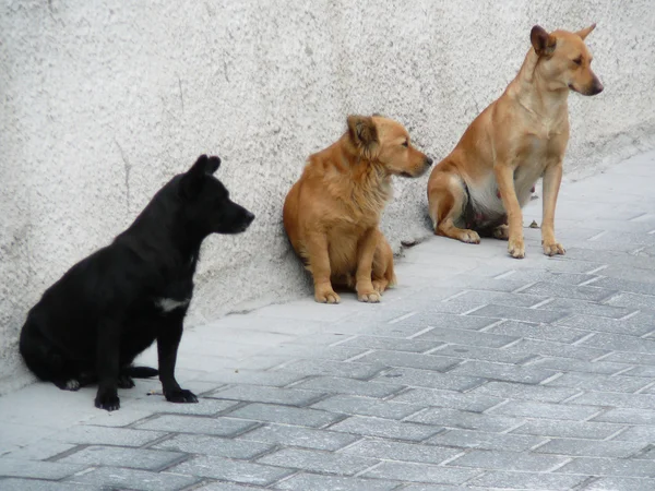 Tres perros esperando — Foto de Stock