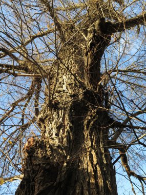 ağaç yaprakları olmadan