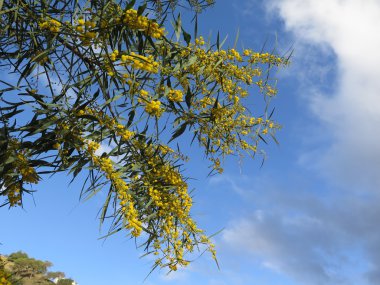 Mimoza mavi gökyüzü