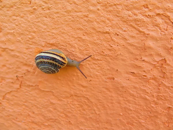 Schnecke an Wand — Stockfoto