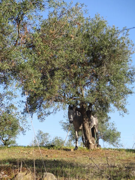 Лошадь под оливковым деревом — стоковое фото