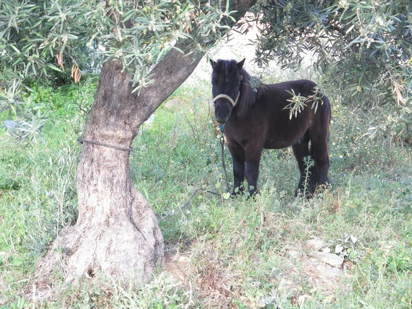 Zwarte pony onder olijfboom — Stockfoto