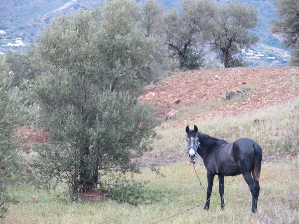 Koń w oliwnym lesie — Zdjęcie stockowe
