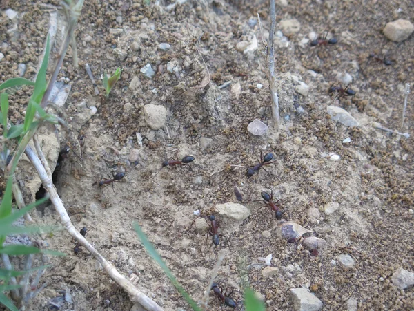 Grandes fourmis au sol — Photo