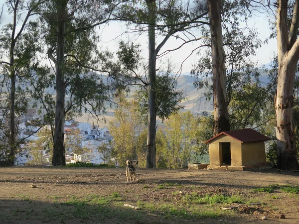 Cão e canil — Fotografia de Stock