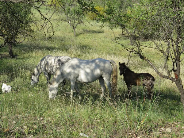 Пасутся лошади и жеребенок — стоковое фото