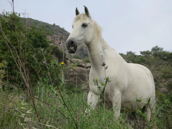 Biały koń w dziedzinie — Zdjęcie stockowe