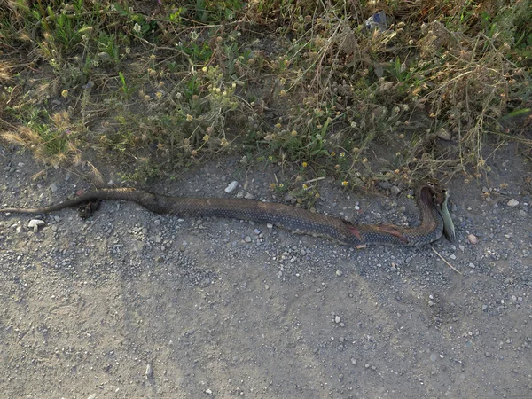 Serpent mort au bord de la route — Photo