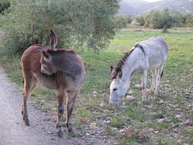gri ve kahverengi eşekler