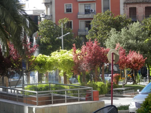 Selection of trees — Stock Photo, Image