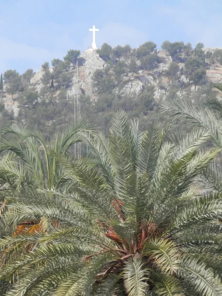 Palmier au pied de la montagne — Photo