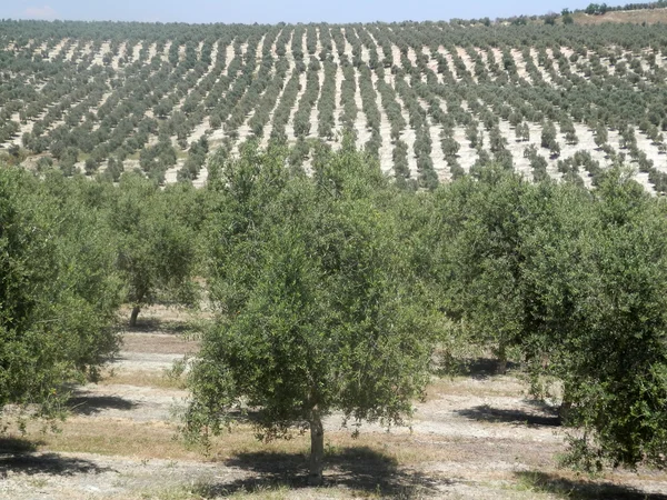 Jaen Olive grove
