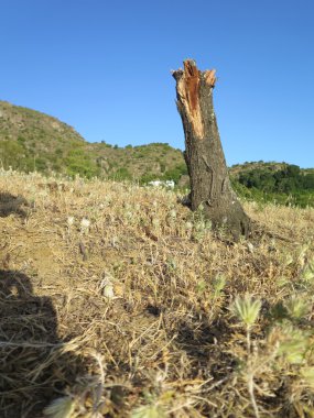 kırsal kesimde ağaç gövdesi