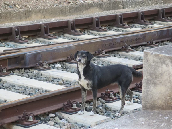 Rayların üstünde köpek