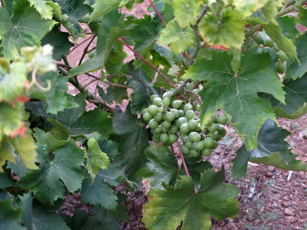 Uvas verdes em videira — Fotografia de Stock